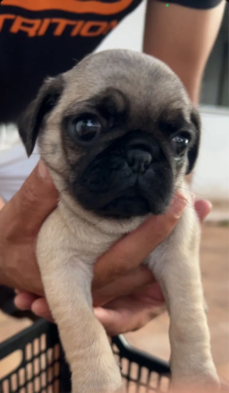 Filhote Pug macho Telêmaco Borba - Foto 5