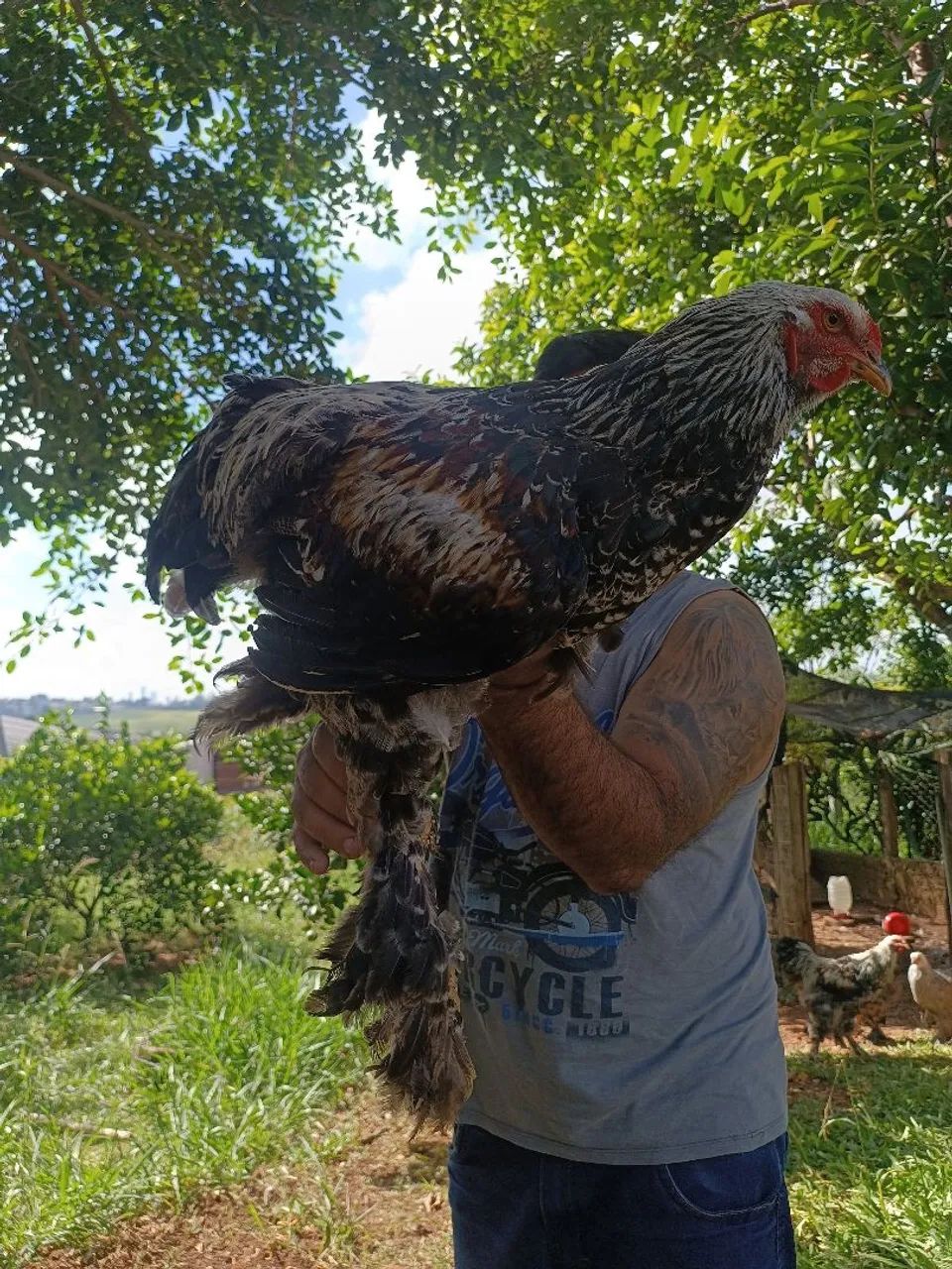 Frango Brahma salmão 120 reais  - Foto 3