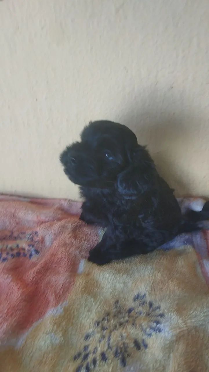 Vende se cães  - Foto 2