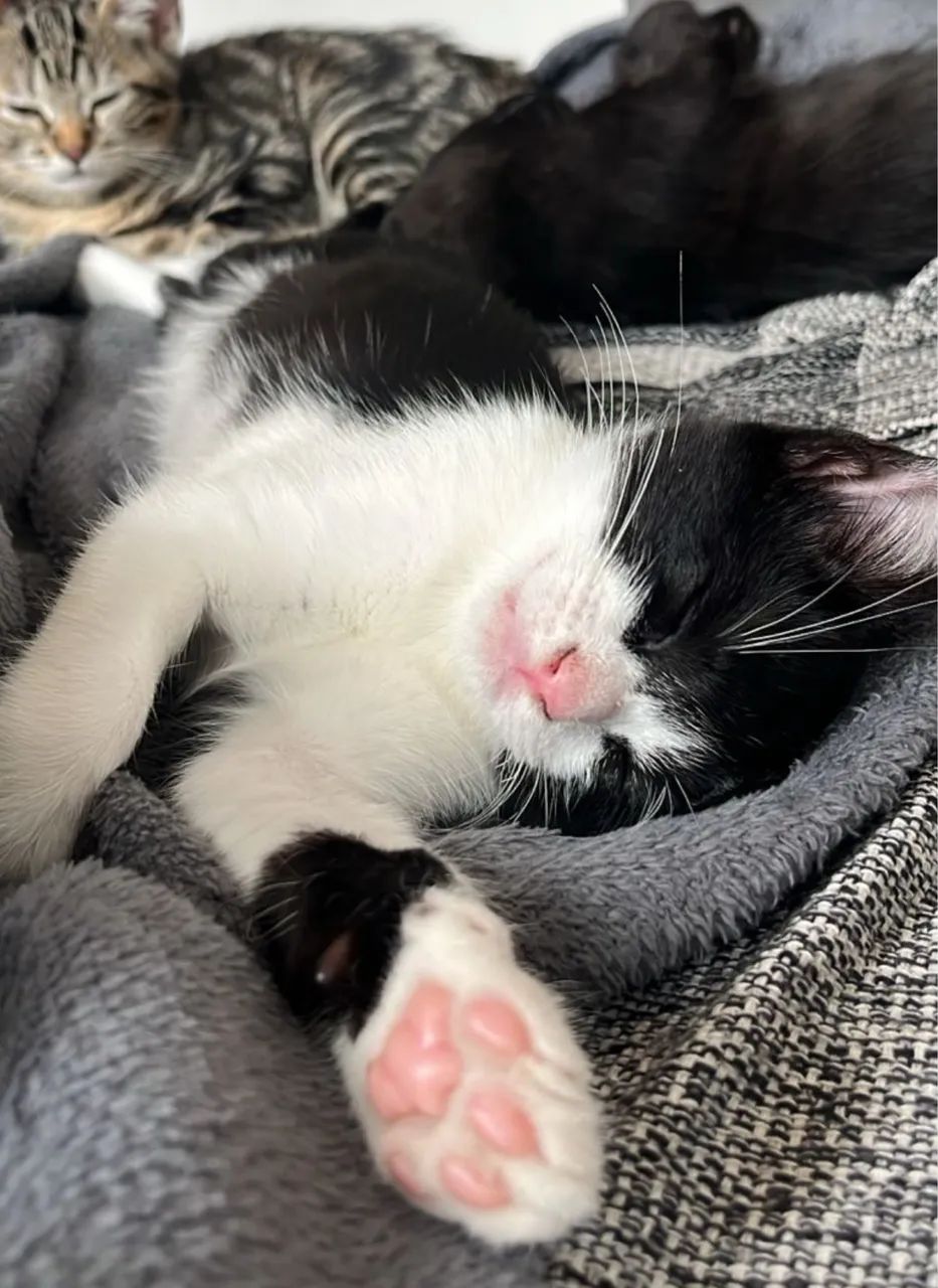 DOAÇÃO DE GATOS URGENTE - Foto 2