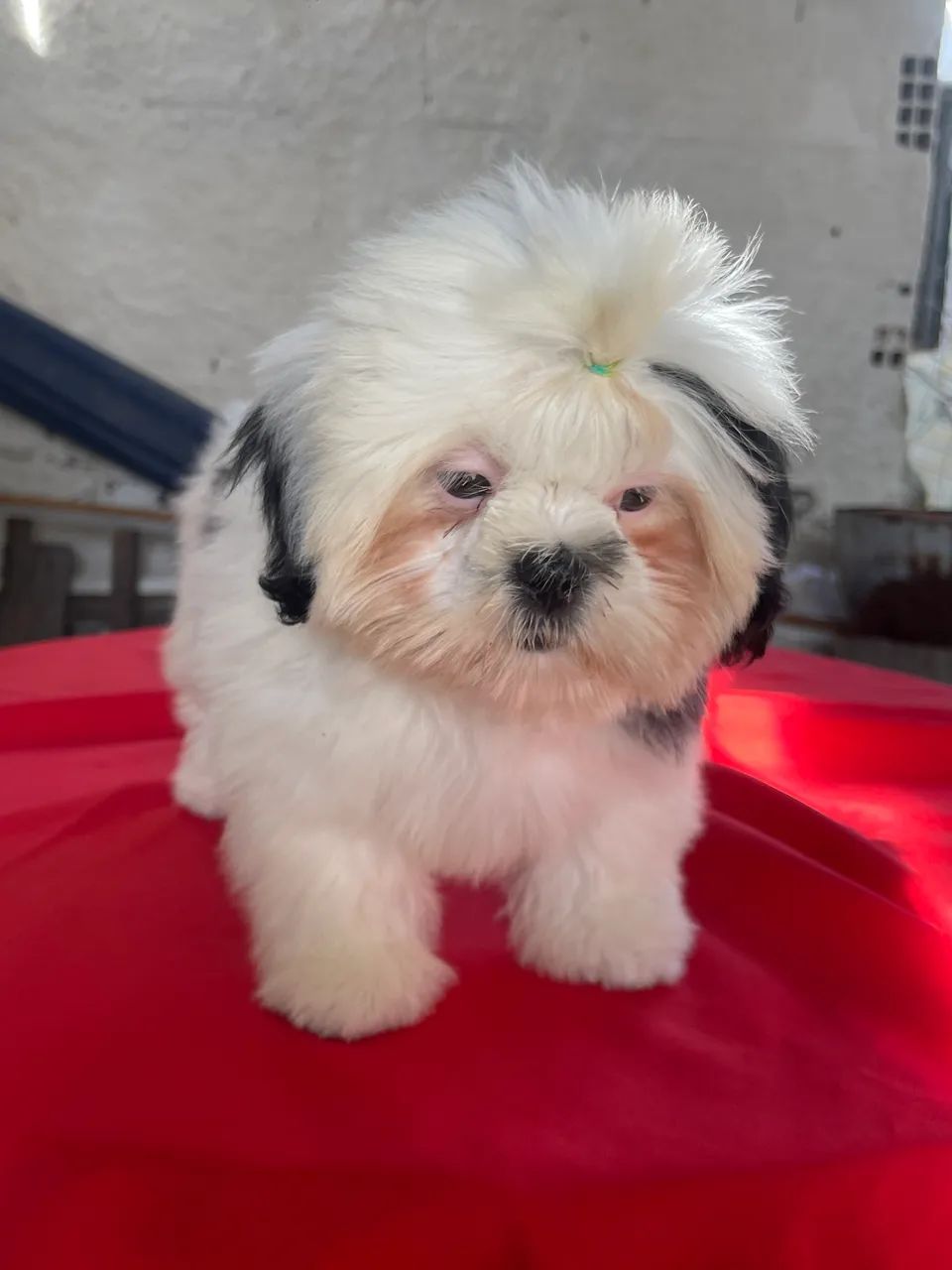 Cachorrinho  - Foto 2