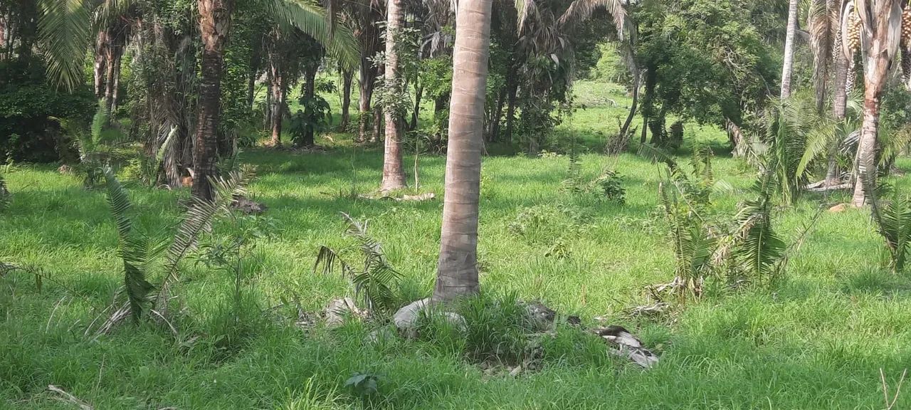 Fazenda à venda colmeia Tocantins - Foto 2