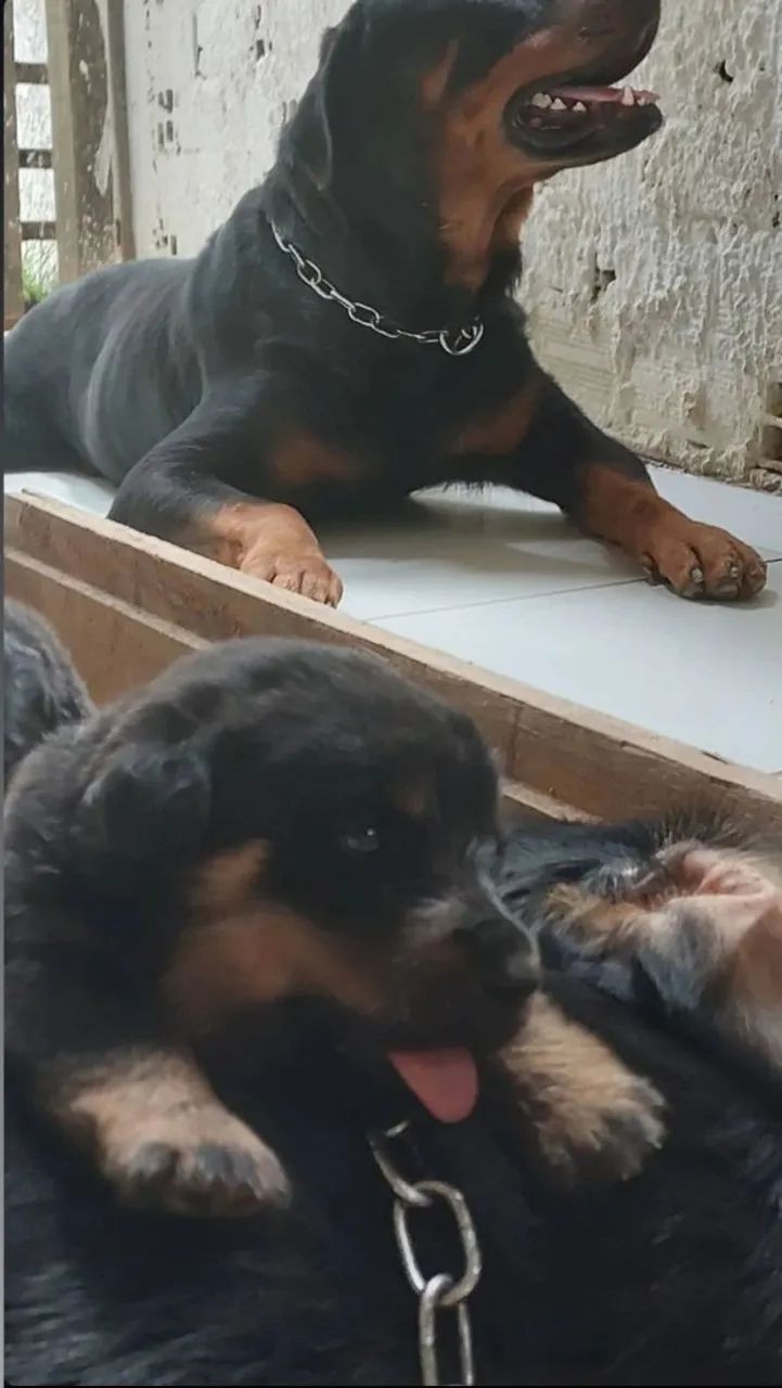 Cachorro rottweiler de ótima linhagem - Foto 5
