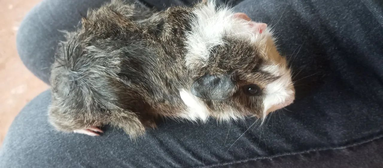  Porquinho da índia macho  - Foto 3