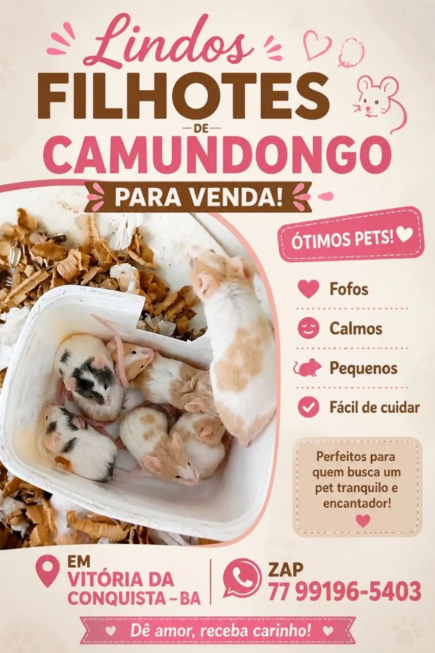 Lindos filhotes de camundongo pet 