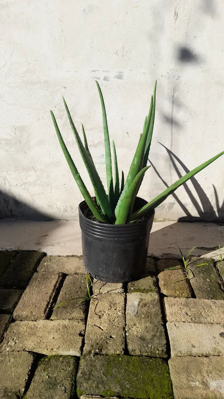 Mudas de Aloe Vera. Saudáveis e Bem-Cuidadas - Foto 4