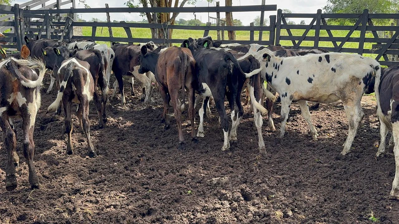 Bezerras de Inseminação  - Foto 3