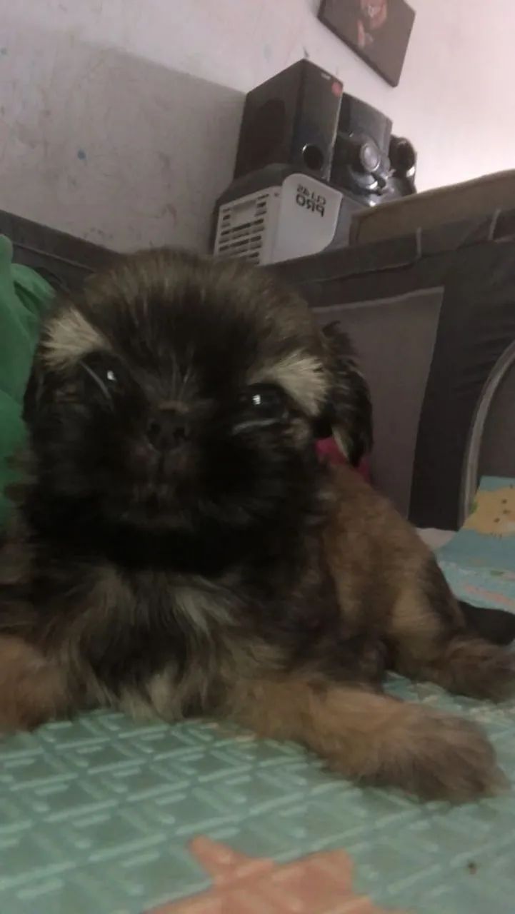 Animais de estimação cachorro 