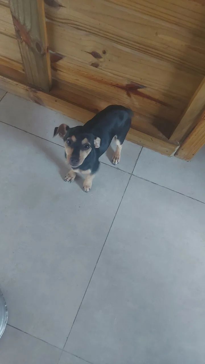 Fêmea de pinscher 1 original com 3 meses 
