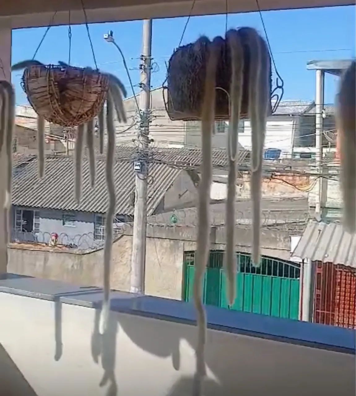 Planta rabo de macaco  - Foto 3