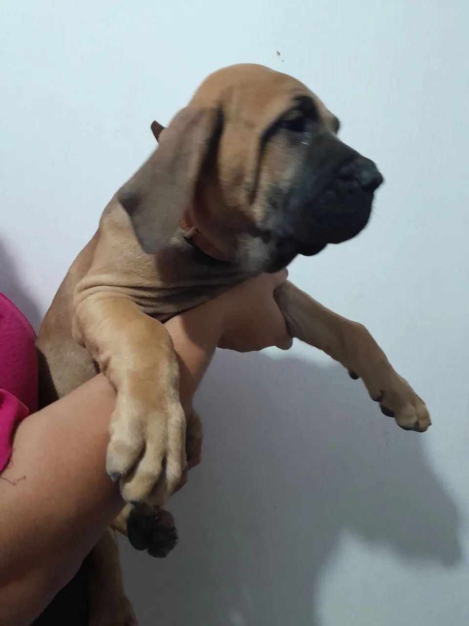 Cães  - Foto 5