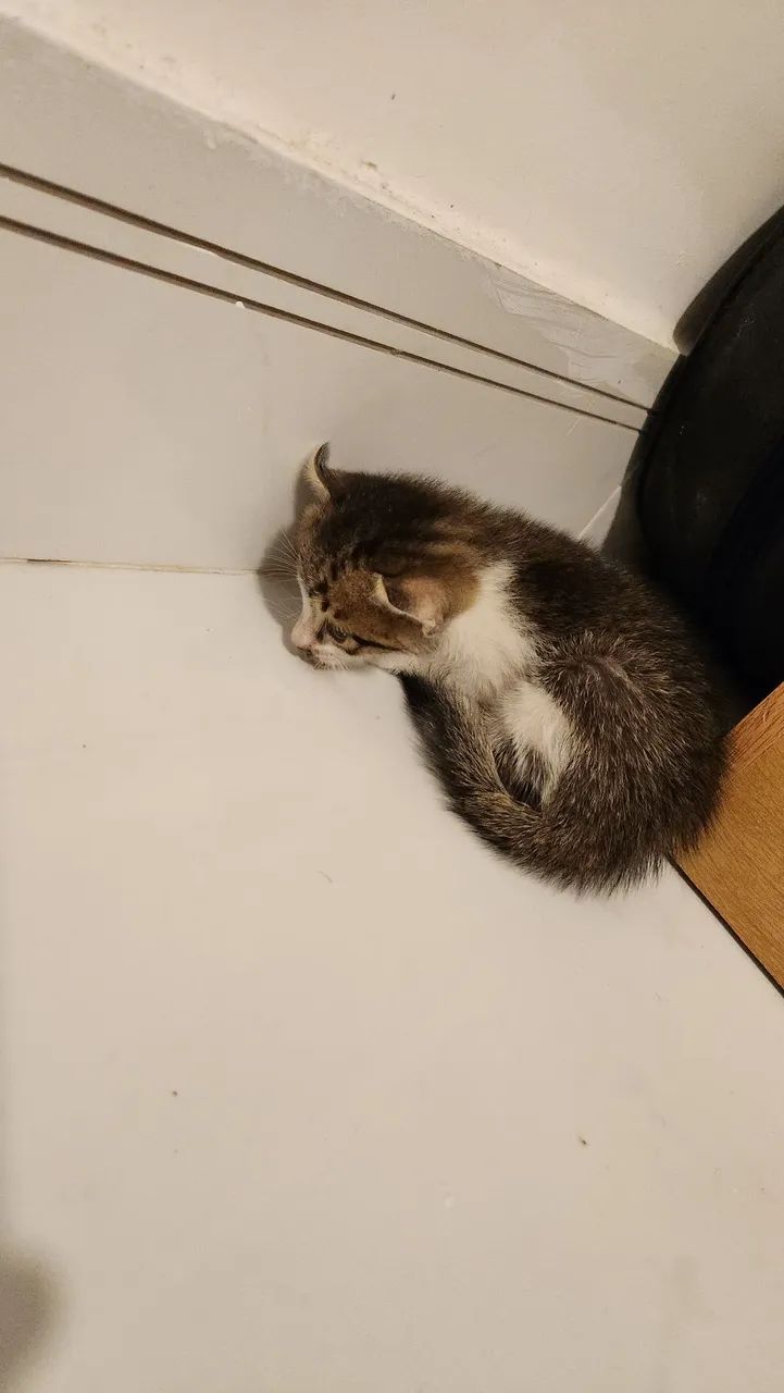 Gata para adoção - Foto 3