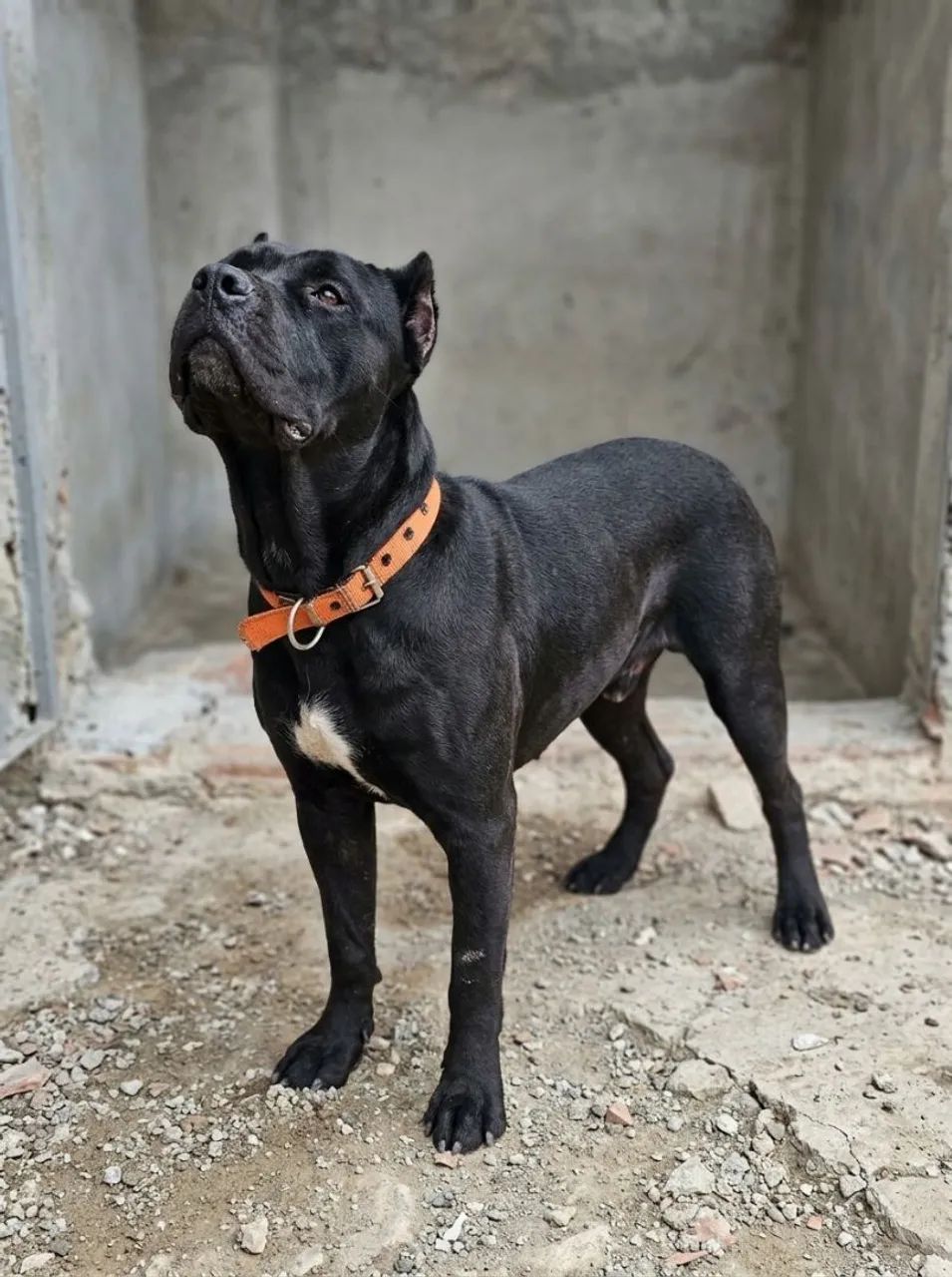 CANE CORSO  - Foto 2