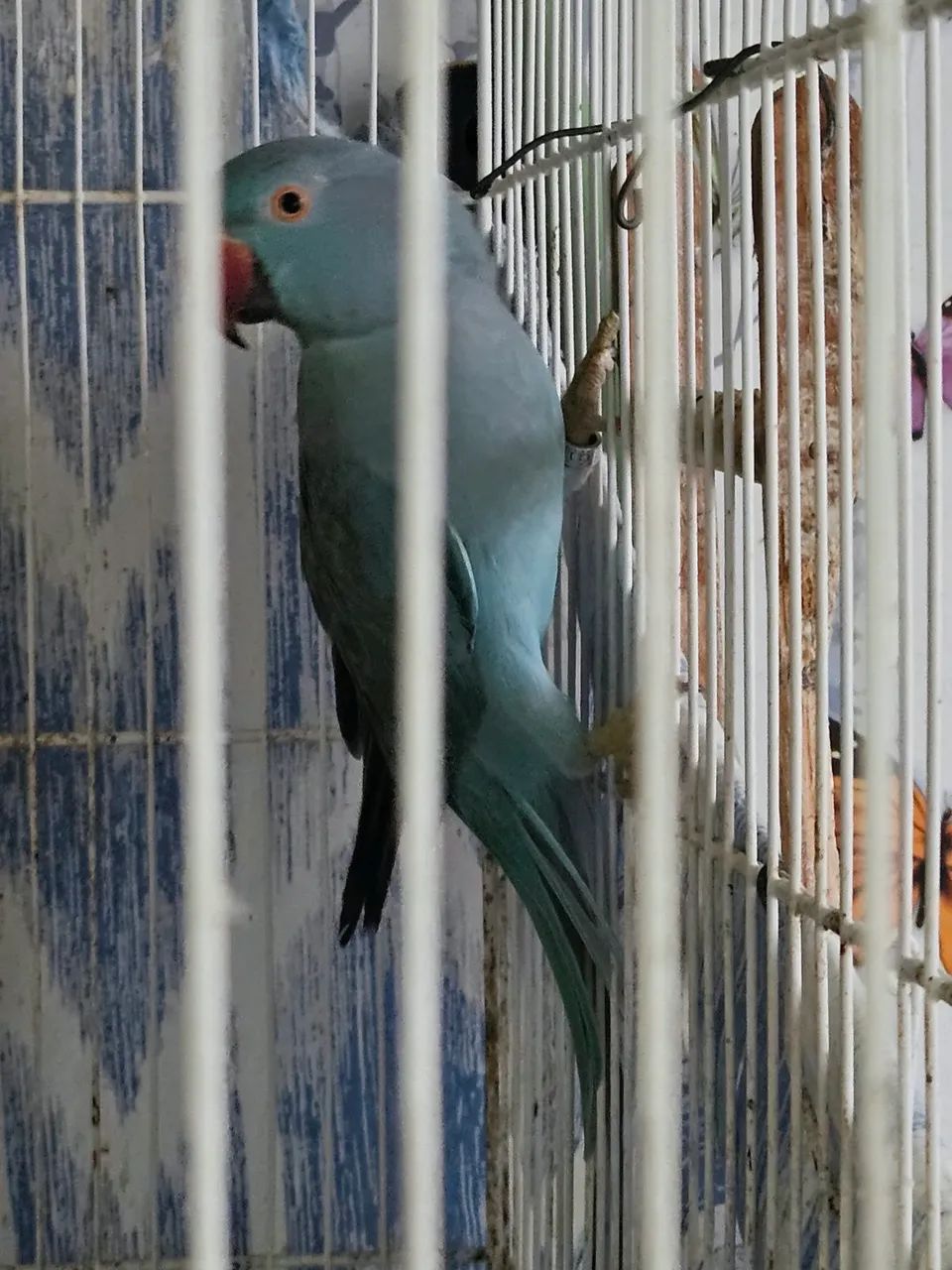 Vendo bebedouro - Foto 2
