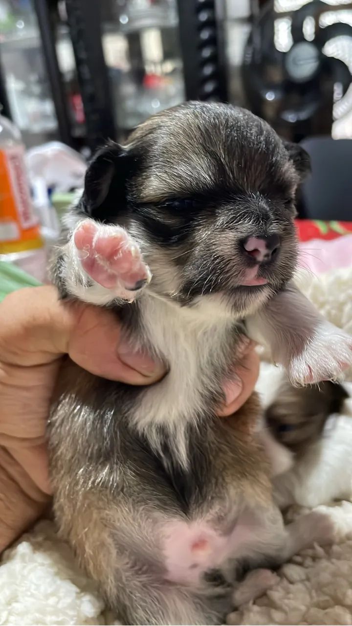  Chihuahua  - Foto 5