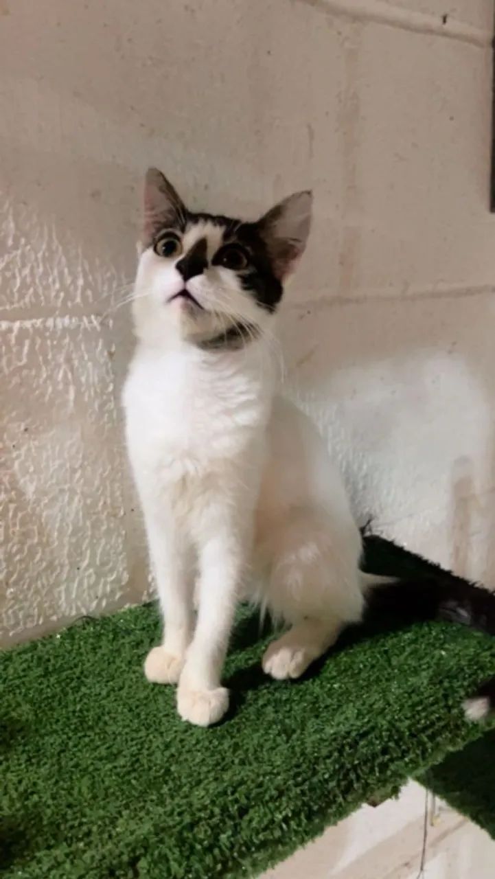 Gata - CASTRAÇÃO GRATÍS GARANTIDA  - Foto 2