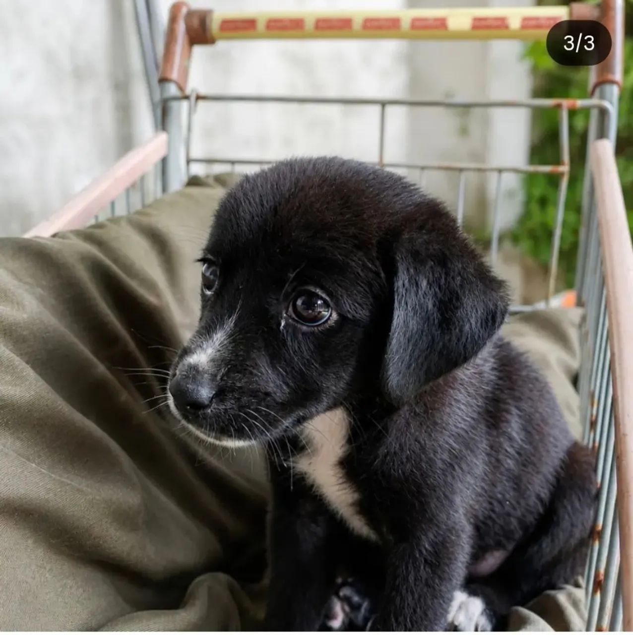 Cachorro Vira Lata 
