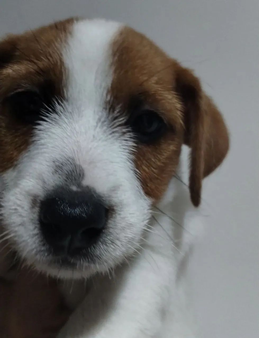 JACK RUSSEL TERRIER  - Foto 4
