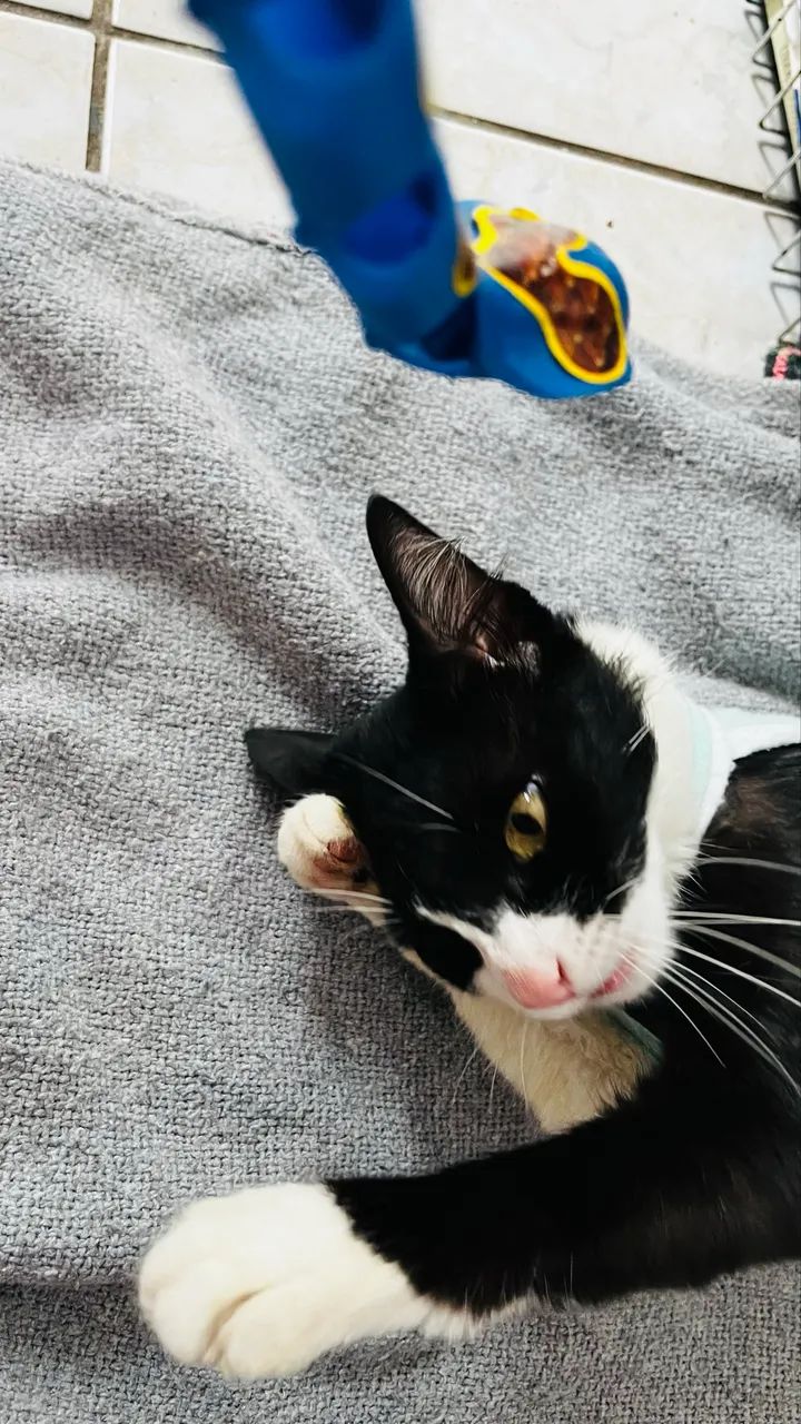 Gatinha castrada para adoção  - Foto 5
