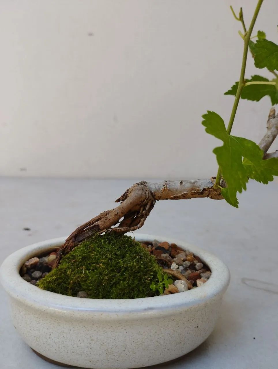 Bonsai amora 03 anos 
