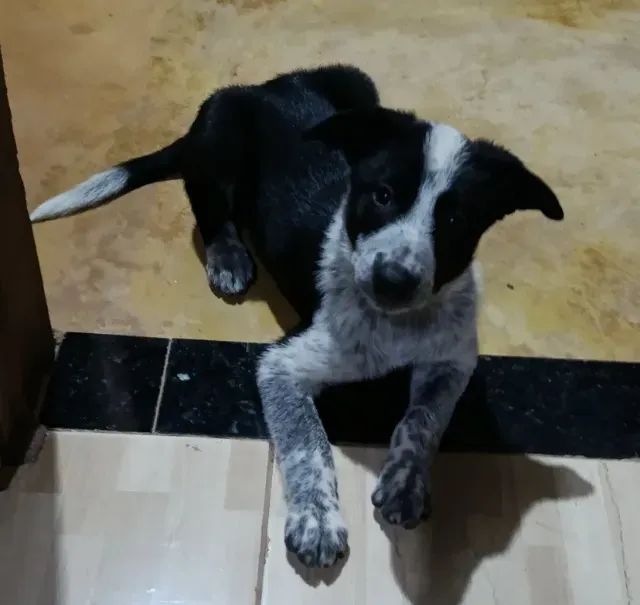 BORDER COLLIE pastoreio  - Foto 2