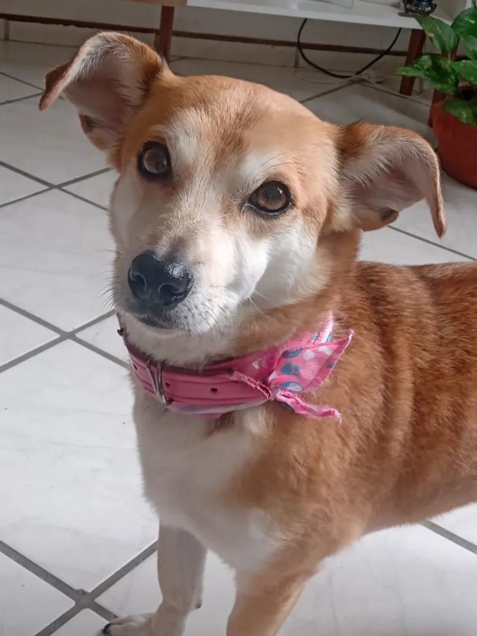 Doa-se cachorrinha 3 anos - Foto 4