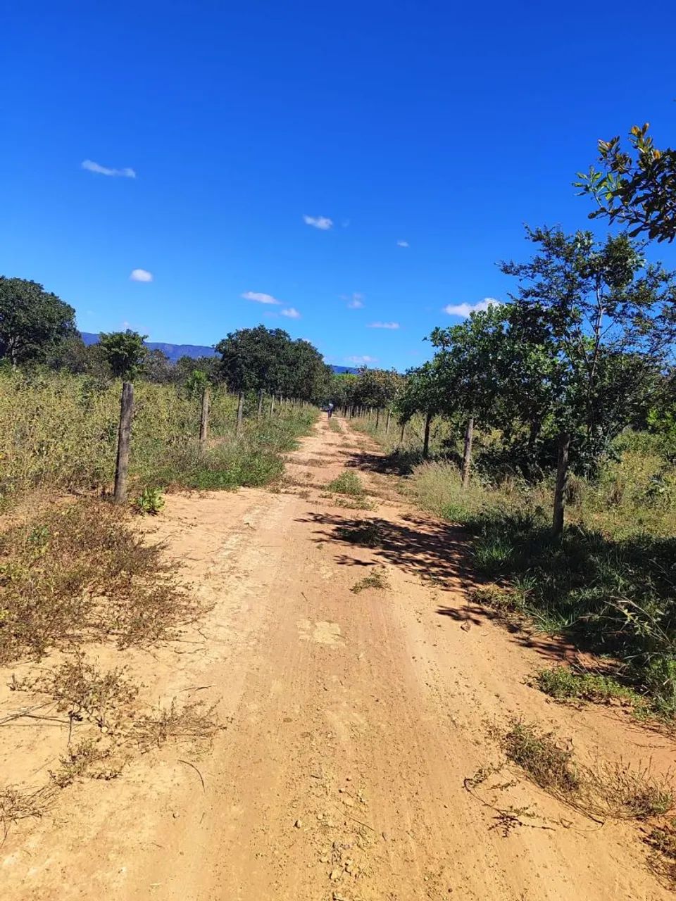 Fazenda 21 Hectares  - Foto 3