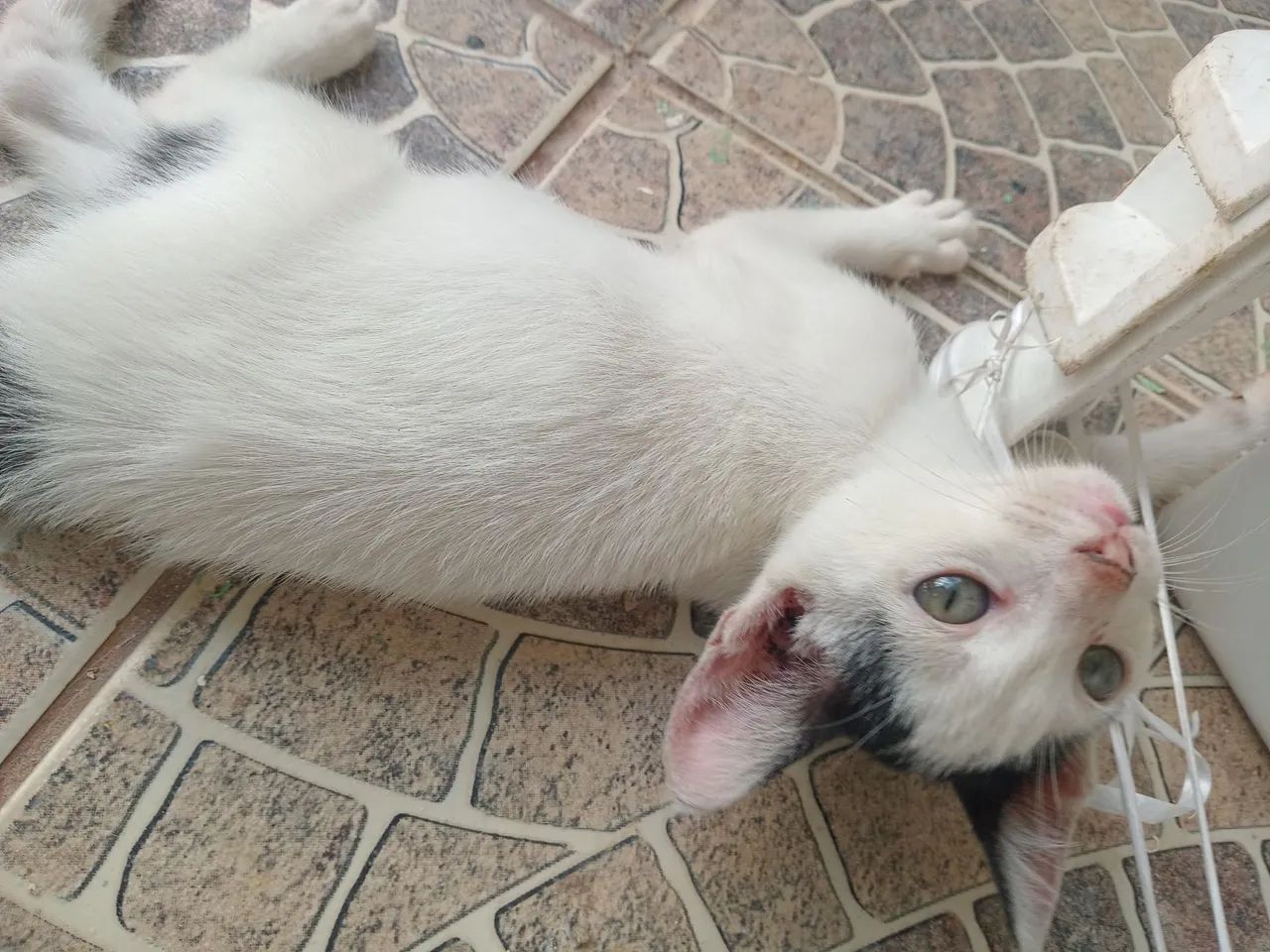 ADOÇÃO RESPONSÁVEL  - Foto 5