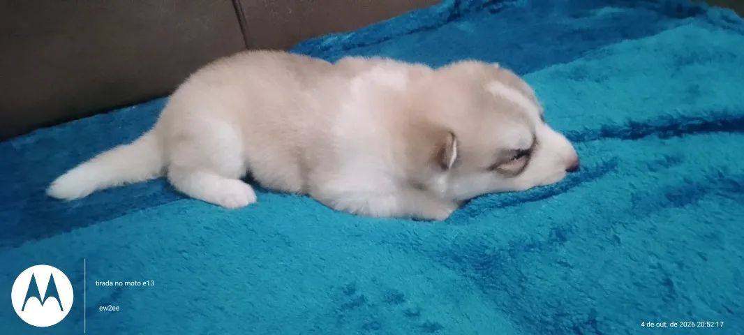 Filhotes de husky siberiano ! - Foto 5