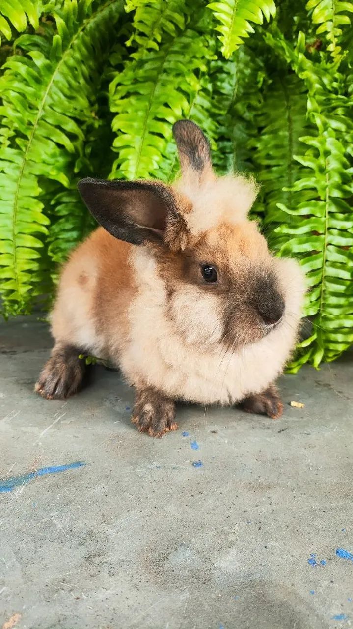 Coelhos Lion Head mansos  - Foto 4