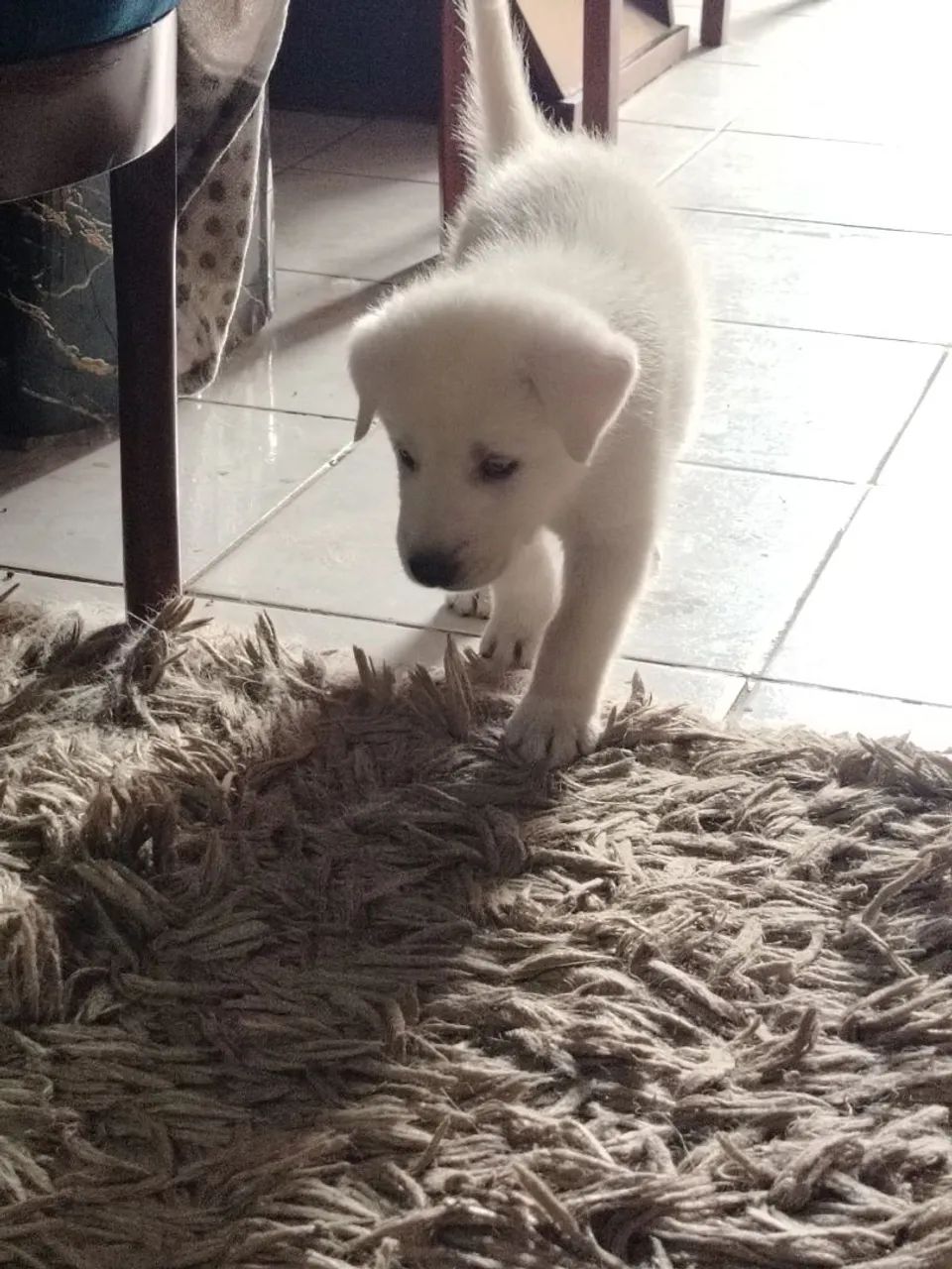 Pet - Foto 4