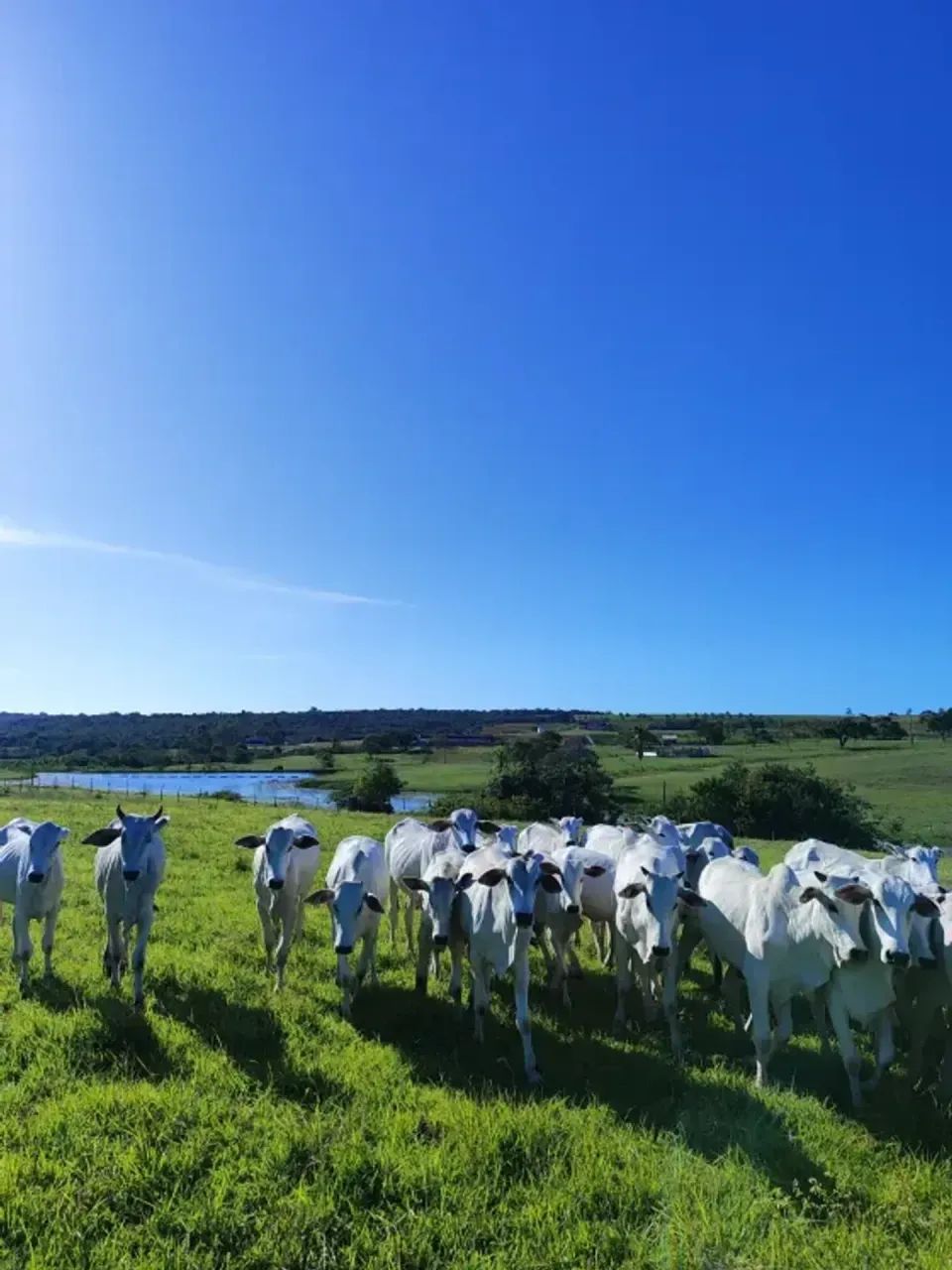 Granja com 20 hectares em comum município de Monte Alegre