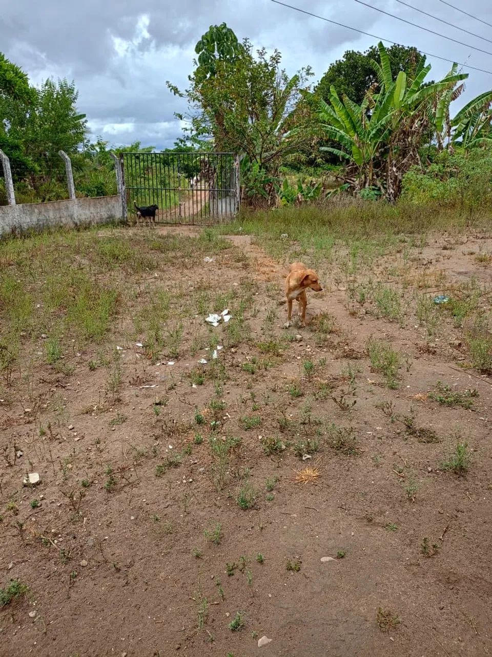 Foto - Areia Branca - 