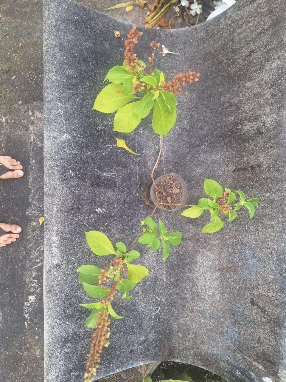 Alfavaca - Foto 2