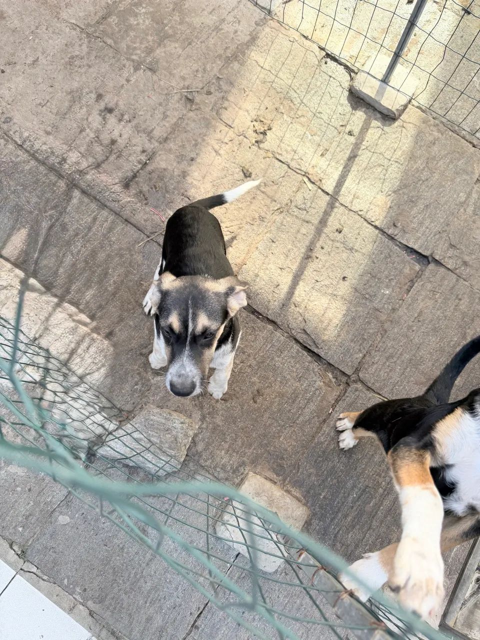 Doação responsável  - Foto 5