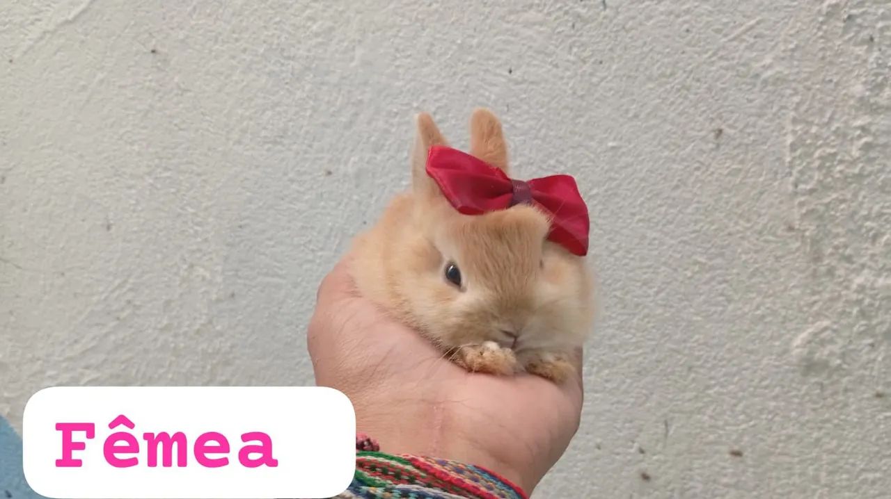 Mini coelhos - Foto 3