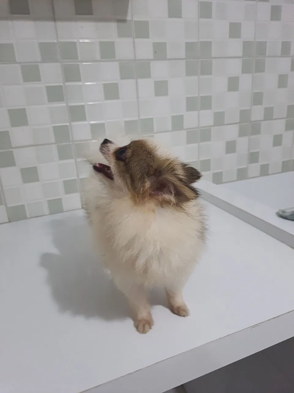 Spitz alemão  - Foto 3