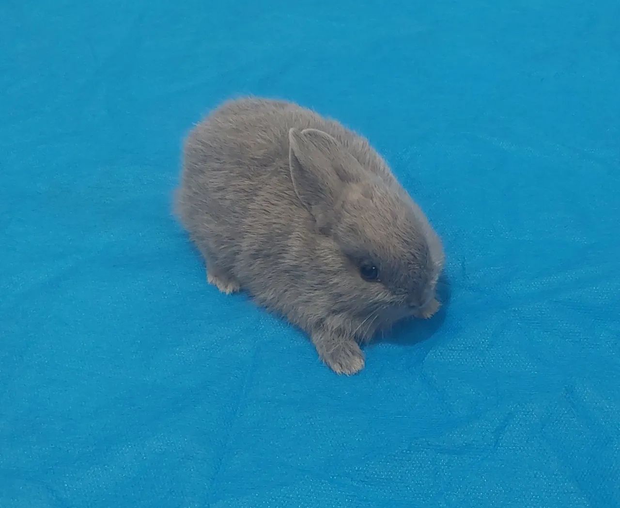 Coelho anão! - Foto 3