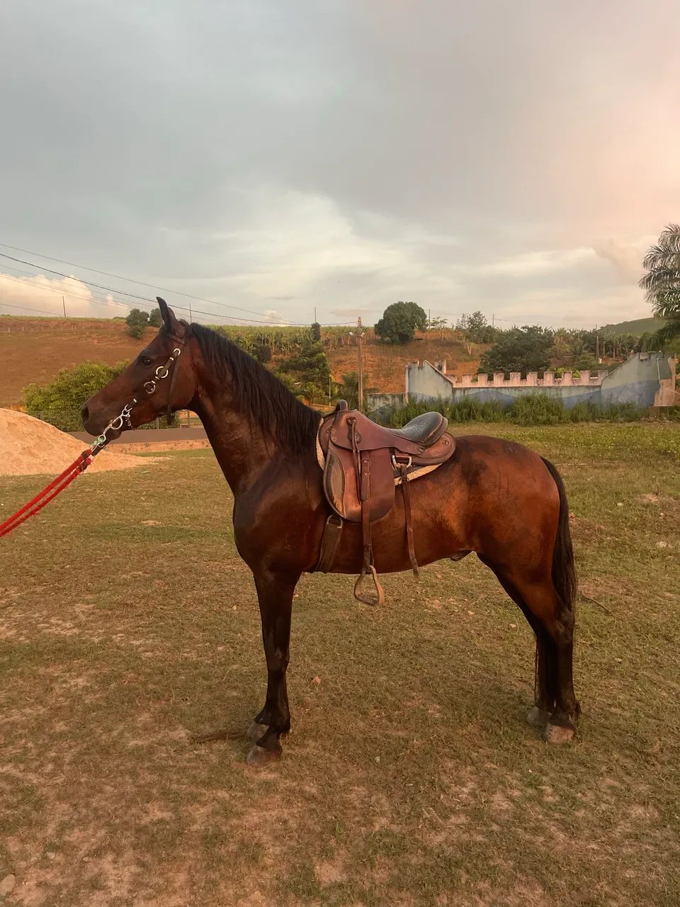 Cavalo Mangalarga Marchador  - Foto 5