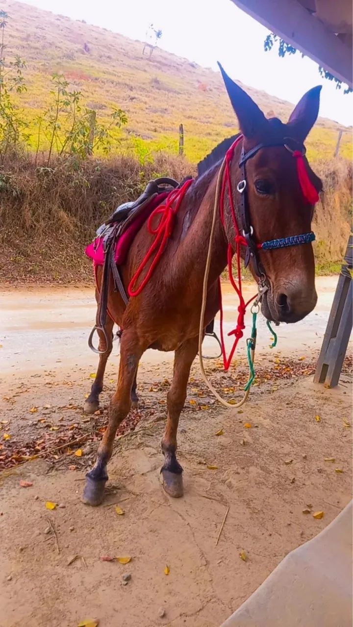 Vendo burro - Foto 2