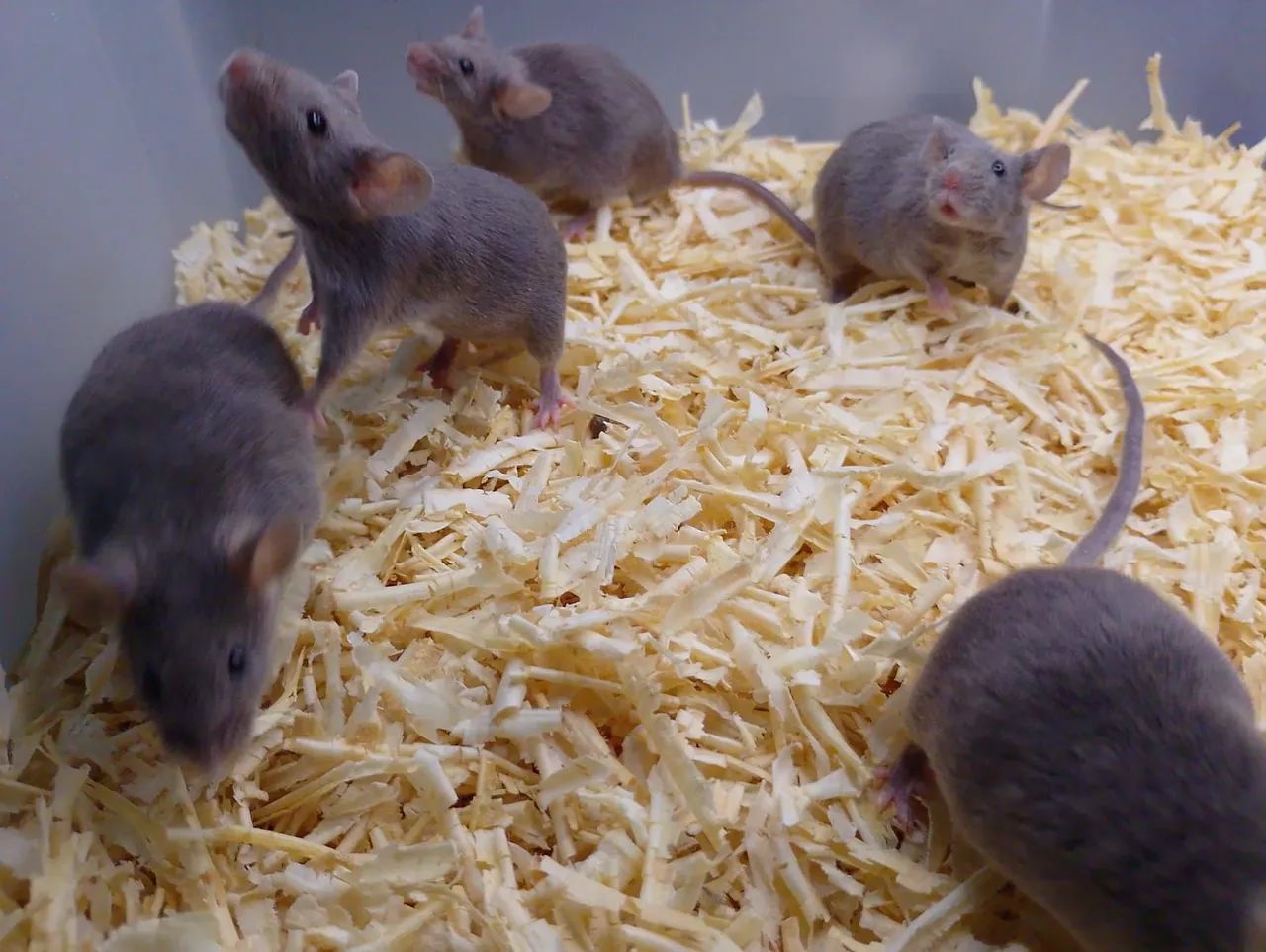 Camundongo, topolinos, neonatos