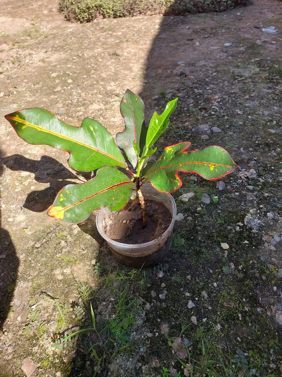 Plantas para vender preço variado - Foto 4