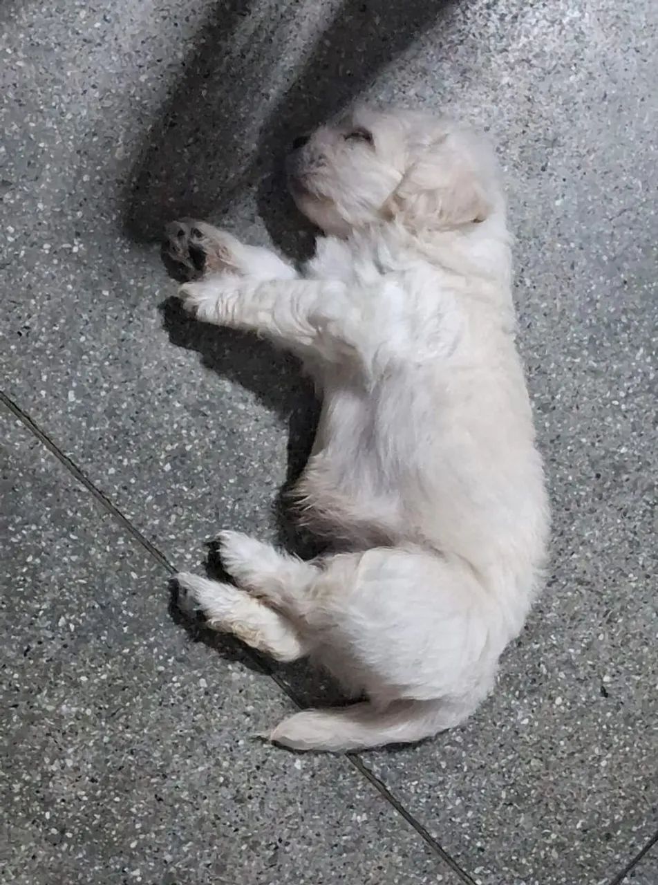 Cachorro  - Foto 2