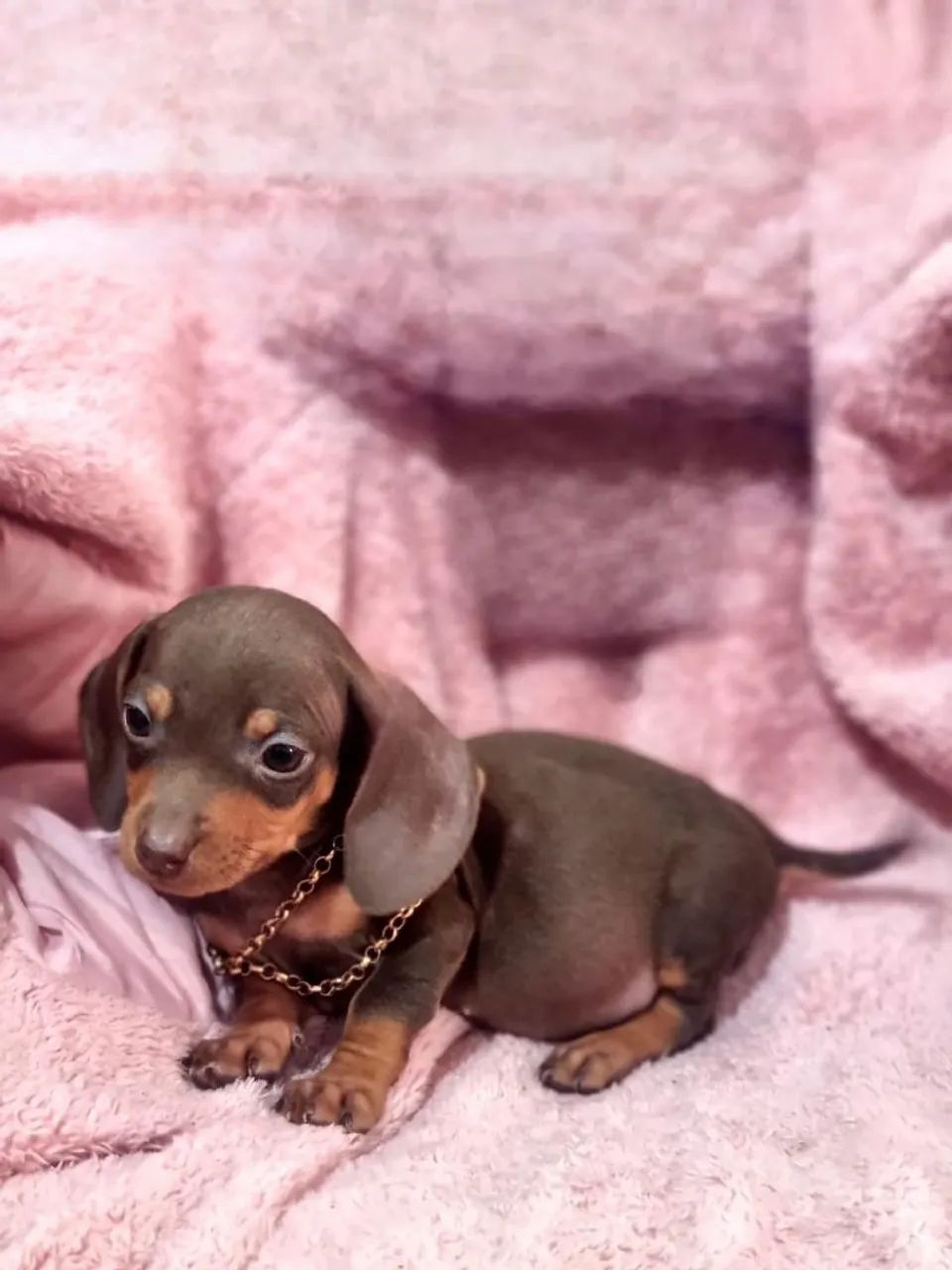 Basset dachshund mini
