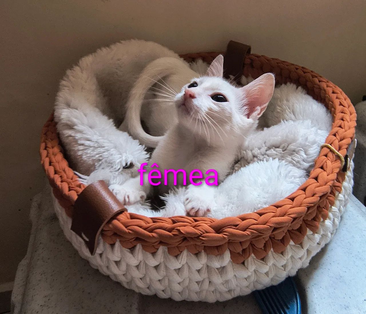 Gatinhos filhotes para adoção 