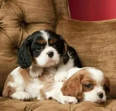 Cavalier King Charles Spaniel