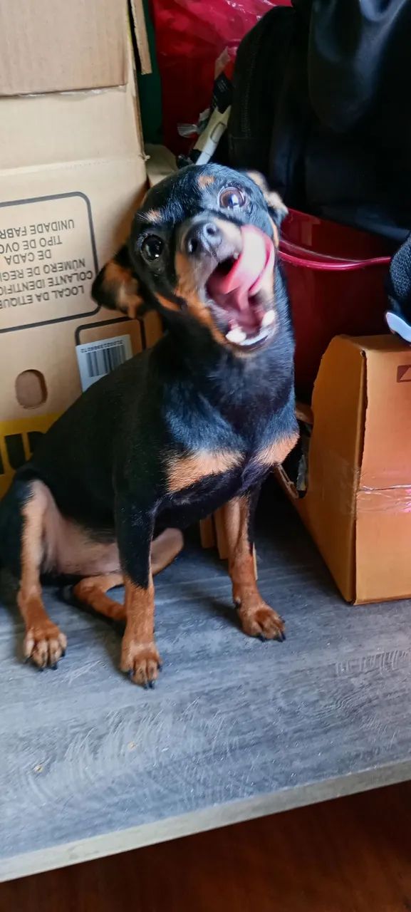 Fêmea pinscher  - Foto 2