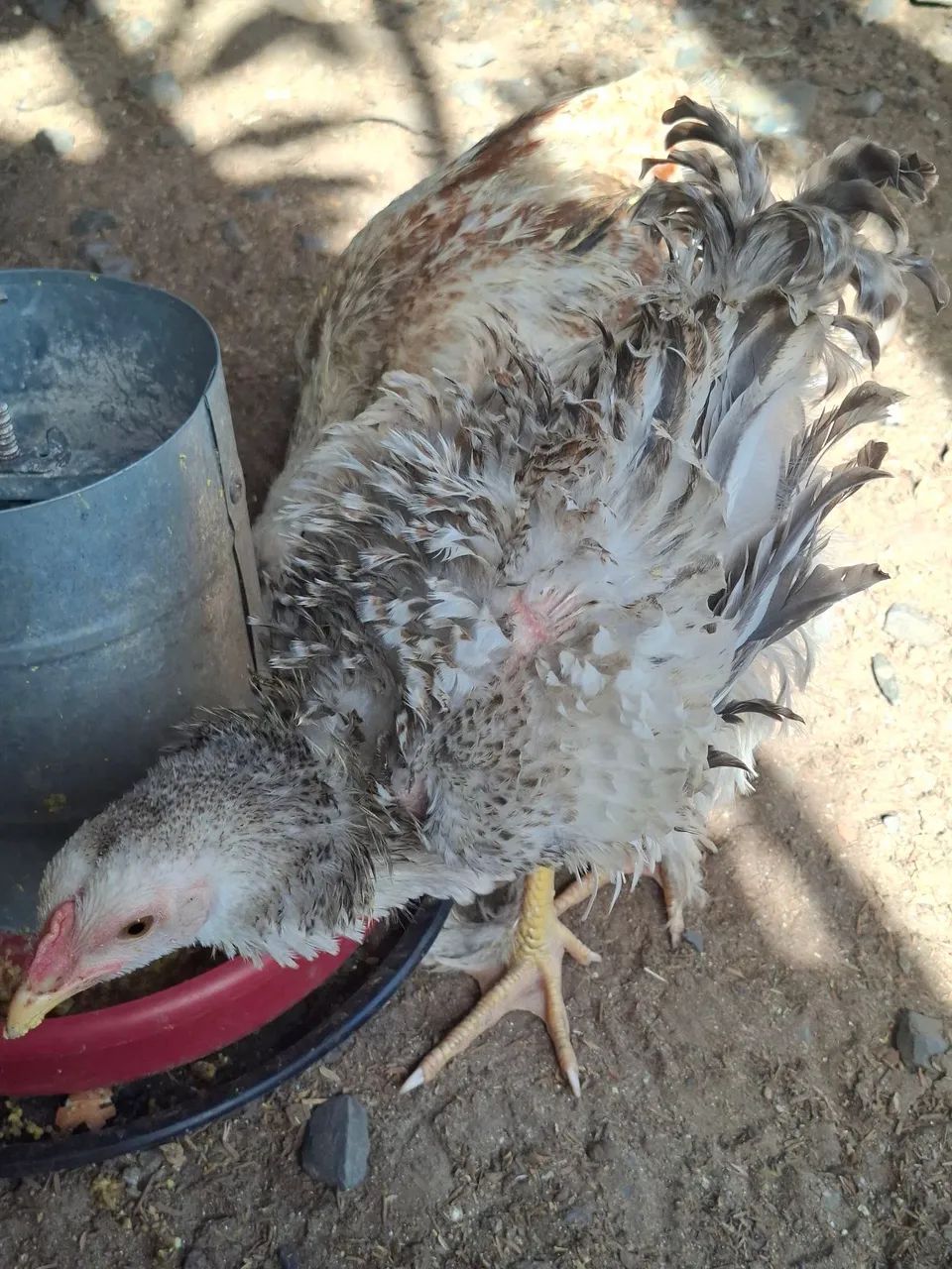 Frango, pintinhos e patos - Foto 5