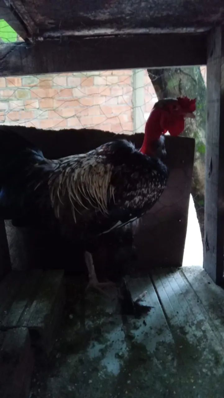 Vendo galo, galinha e frango. 