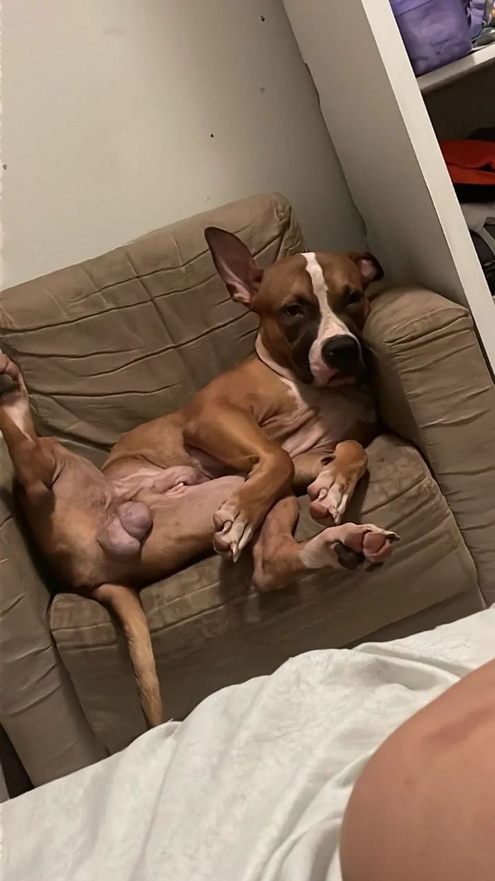 Doação de American Pitbull - Foto 2